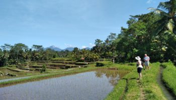 Ubud Rice Field Trekking