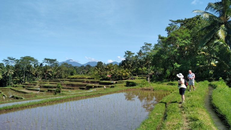 Ubud Rice Field Hiking